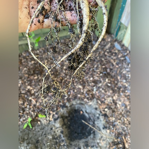 Moringa tree, baby. Nice route and bulb system so it has enough energy to ship. - Picture 7 of 12